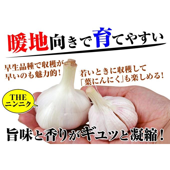 【国産・福岡県産】バラにんにく【無農薬】　嘉定種　5kg 国産・福岡県産】バラにんにく【無農薬】 嘉定種 5kg 国産・福岡県産】バラ