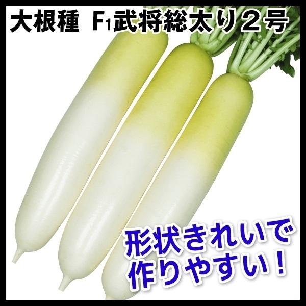大根 ダイコン タネ F1武将総太り２号 1袋(4ml) 種 野菜たね