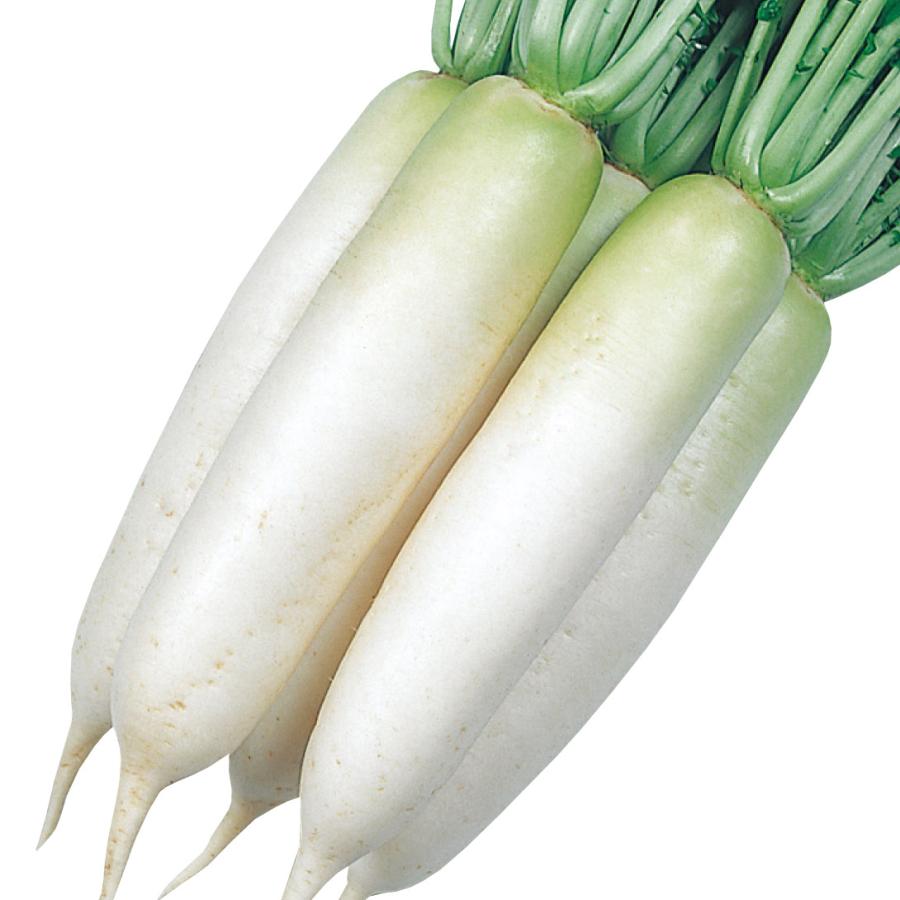 国華園 種 野菜たね ダイコン F1元輝 1袋（8ml） 大根 やさいの種 : 花