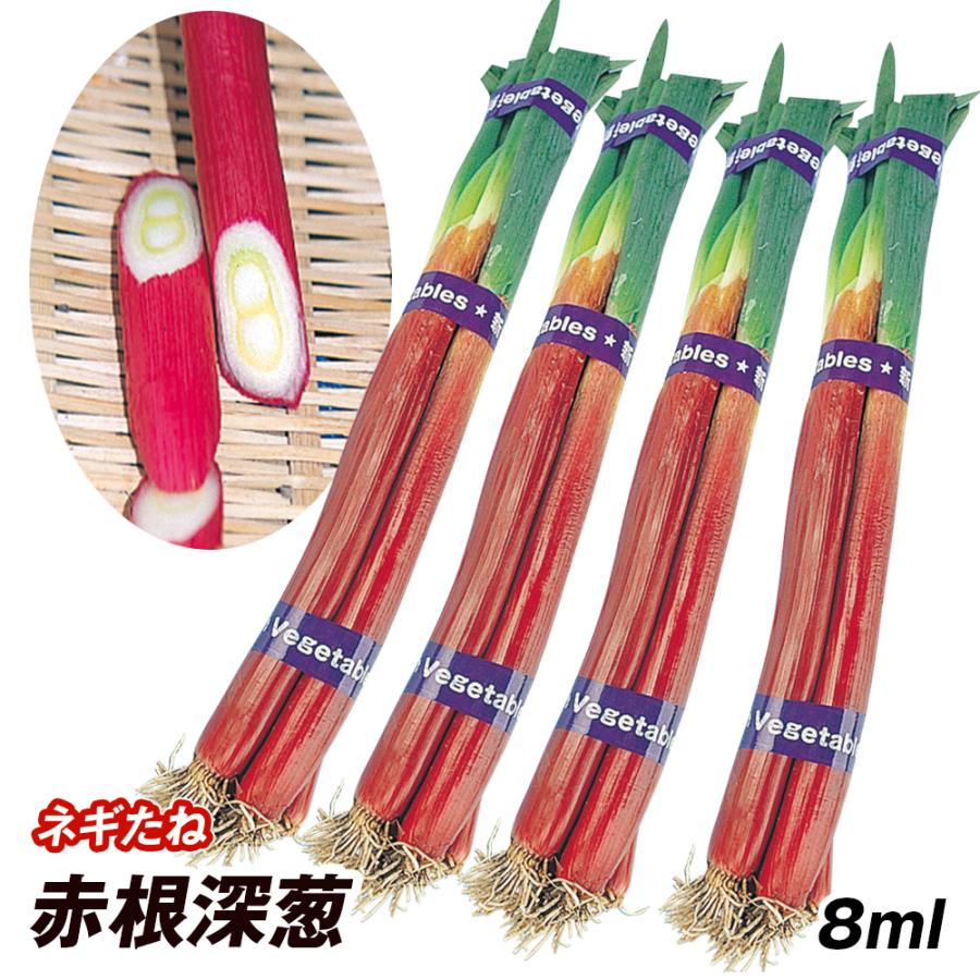種 野菜たね ネギ 赤根深葱 1袋（8ml） 葱 野菜の種 国華園 : 花と緑