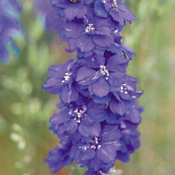 おすすめ 種 花たね 千鳥草 青花 1袋 0mg 高い素材
