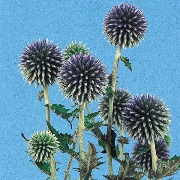 ルリタマアザミ 種 瑠璃玉あざみ 1袋 50mg ルリタマアザミの種 ルリタマアザミの花 瑠璃玉薊 花たね 花の種 種子 タネ 国華園 数量は多