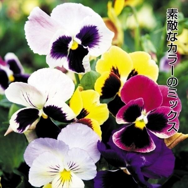 パンジー 種 ベルベットミックス 1袋(60mg) / パンジーの種 パンジーの花 花たね 花の種 種子 タネ 国華園 :2015n-p7-0041:花と緑 国華園 - 通販 - Yahoo!ショッピング パンジー 種 ベルベットミックス 1袋(60mg) / パンジーの種 パンジーの花 花たね 花の種 種子 タネ 国華園 :2015n-p7-0041:花と緑 国華園 - 通販 - Yahoo!ショッピング