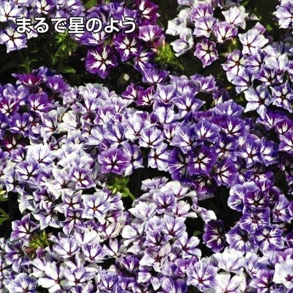 種 花たね 切花向き フロックス シュガースター 1袋 0mg Avukatla Com