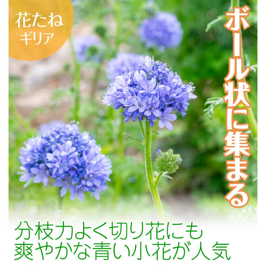 国華園 種 花たね 切花向き ギリア レプタンサ 1袋(500mg) / 花の種