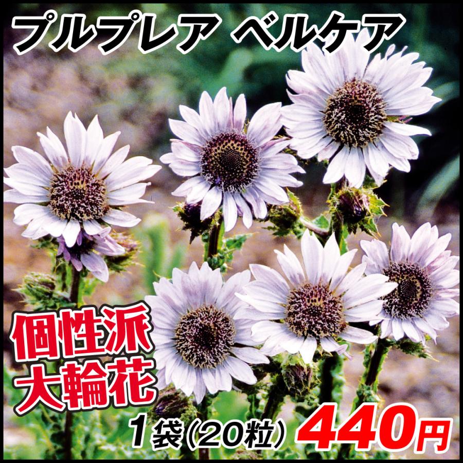花と緑 国華園 その他多年草 花たね Yahoo ショッピング