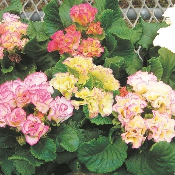 プリムラ 種 シャンパンミックス 1袋 粒 プリムラの種 プリムラの花 花たね 花の種 種子 タネ 国華園 15n P7 08 花と緑 国華園 通販 Yahoo ショッピング