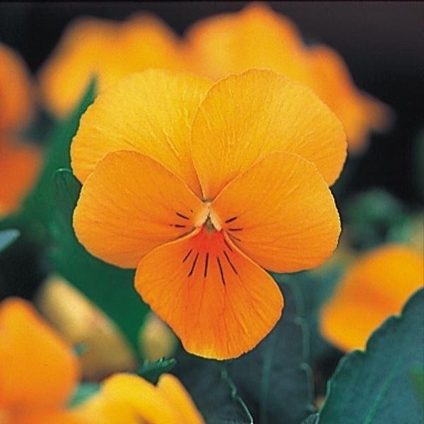 種 花たね ビオラ お買い得 60mg オレンジ 1袋