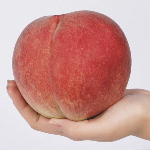 モモ 大寿蜜桃R （富士野生桃R台） 1株 果樹苗 国華園 : 花と緑 国華園