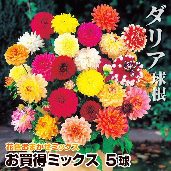 ダリア 球根 お買得ダリアミックス(無選別) 5球 ダリアの球根 ダリアの花 春植え球根（Yahoo!・花と緑 国華園）