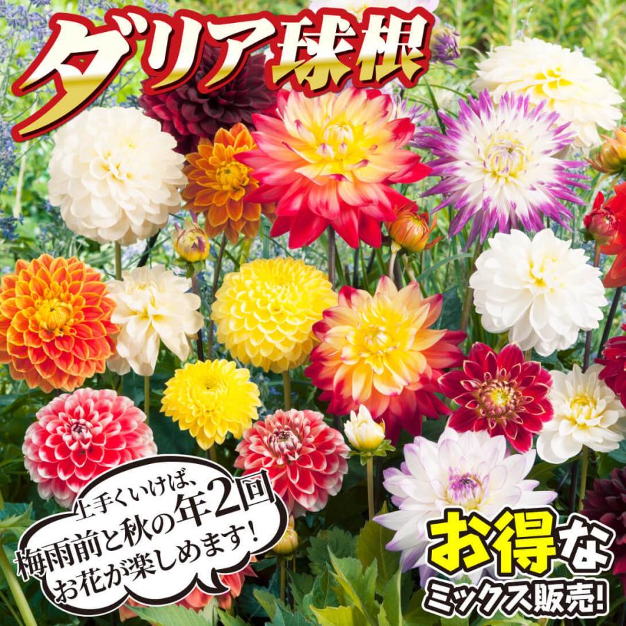 ダリア 球根 お買得ダリアミックス(無選別) 5球 ダリアの球根 ダリアの