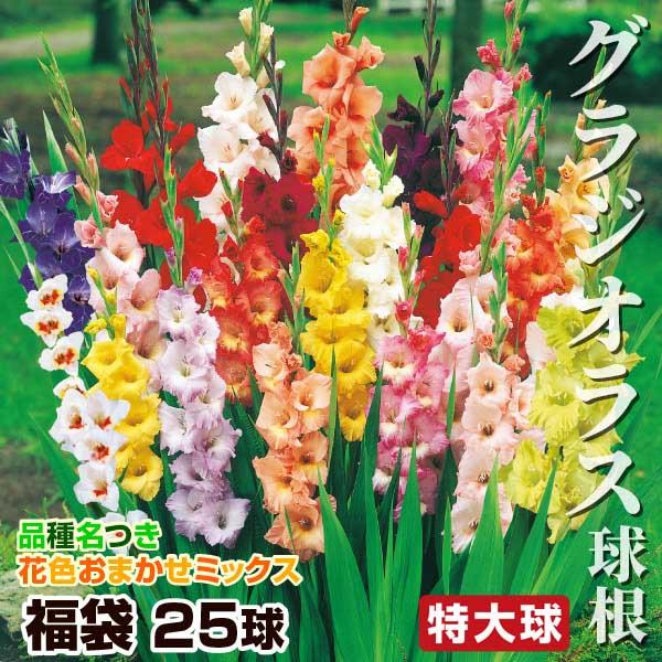 グラジオラス 球根 特大球福袋 25球 (品種見計らい・名称付き) グラジオラスの球根 春植え球根（Yahoo!・花と緑 国華園）