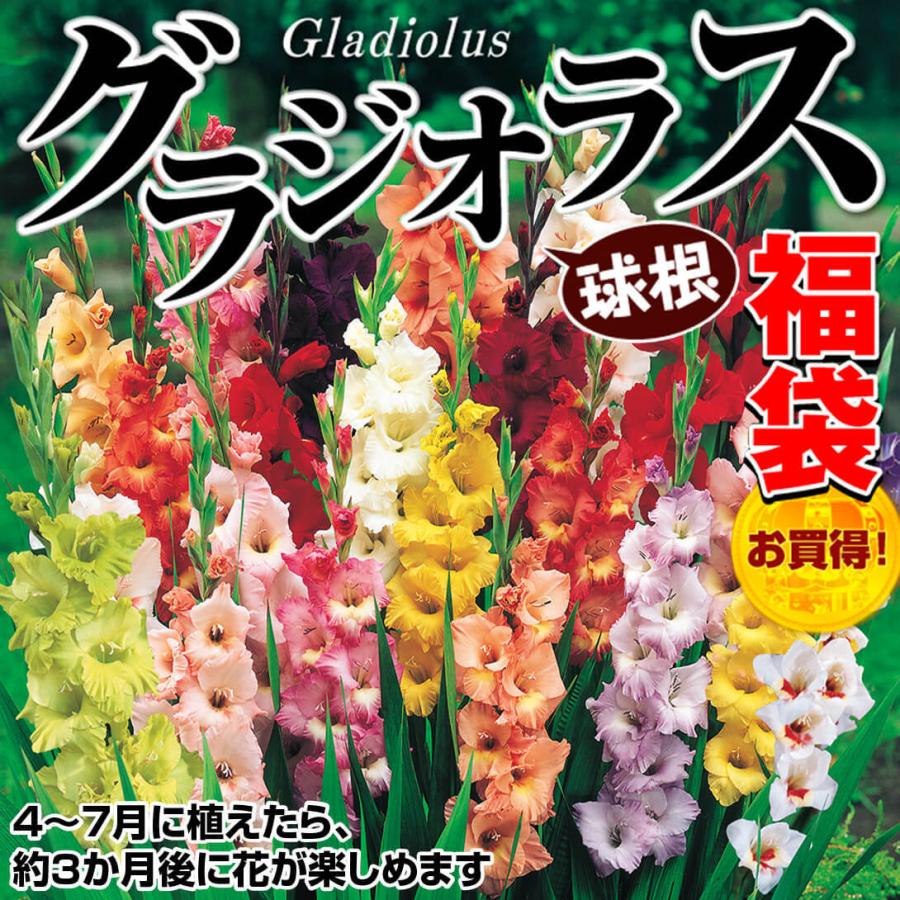 50 Off グラジオラス 球根 特大球福袋 25球 4 5品種見計らい 名称付き 春植え球根 福袋 グラジオラスの球根 国華園 Maruojigoku Com