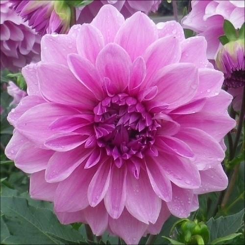 花苗 皇帝ダリア ハイブリッド ガッツァリア ダブルピンクPVP 1株（Yahoo!・花と緑 国華園）