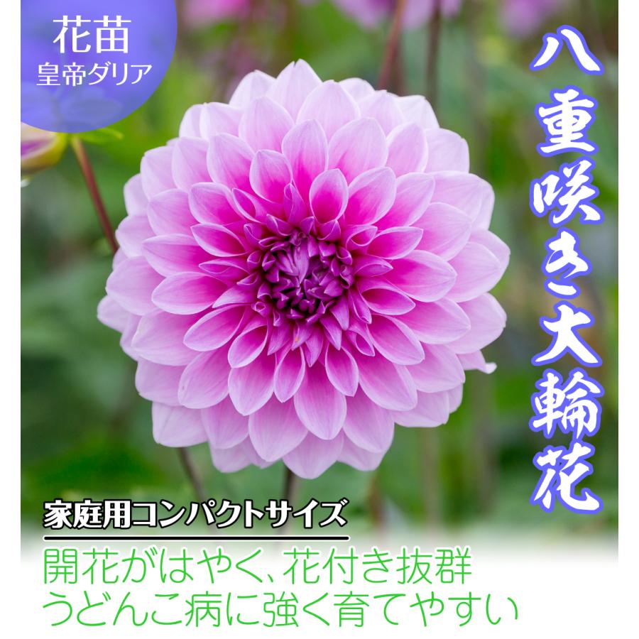 花苗 皇帝ダリア ハイブリッド ガッツァリア ダブルピンクPVP 1株 : 花