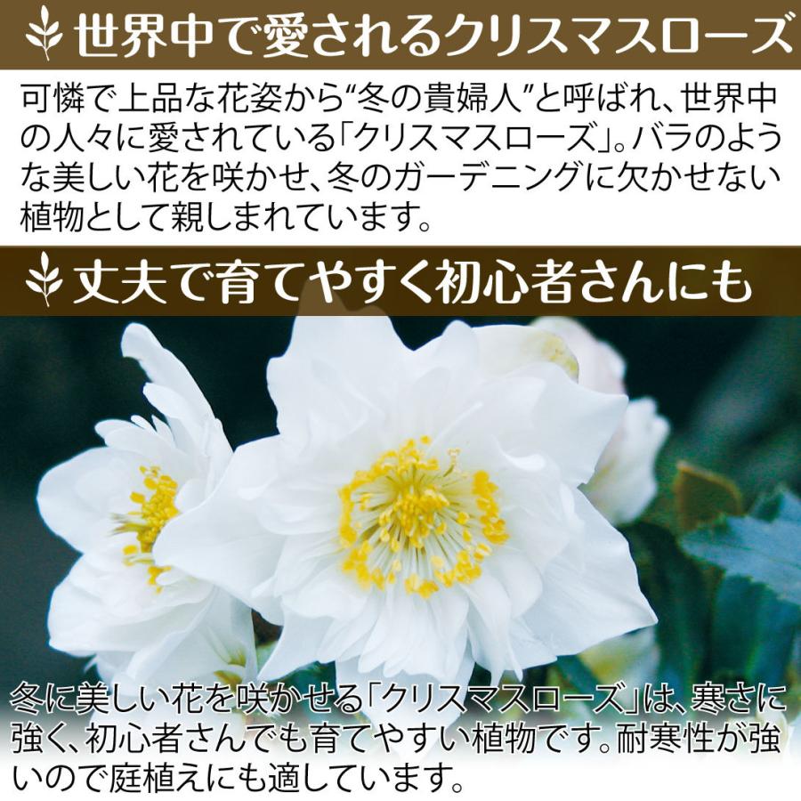 クリスマスローズ 苗 お得！クリスマスローズ福袋 (品種見計らい・名称付) 4株 クリスマスローズの苗 花の苗 花苗｜kokkaen｜03