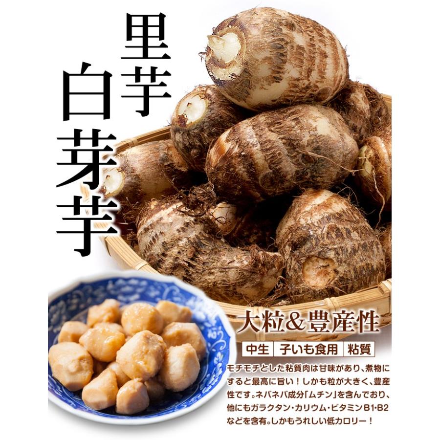 78 Off 里芋 種芋 白芽里芋 1kg さといも 里イモ タネイモ 家庭菜園 自給自足 球根 国華園 Wantannas Go Id