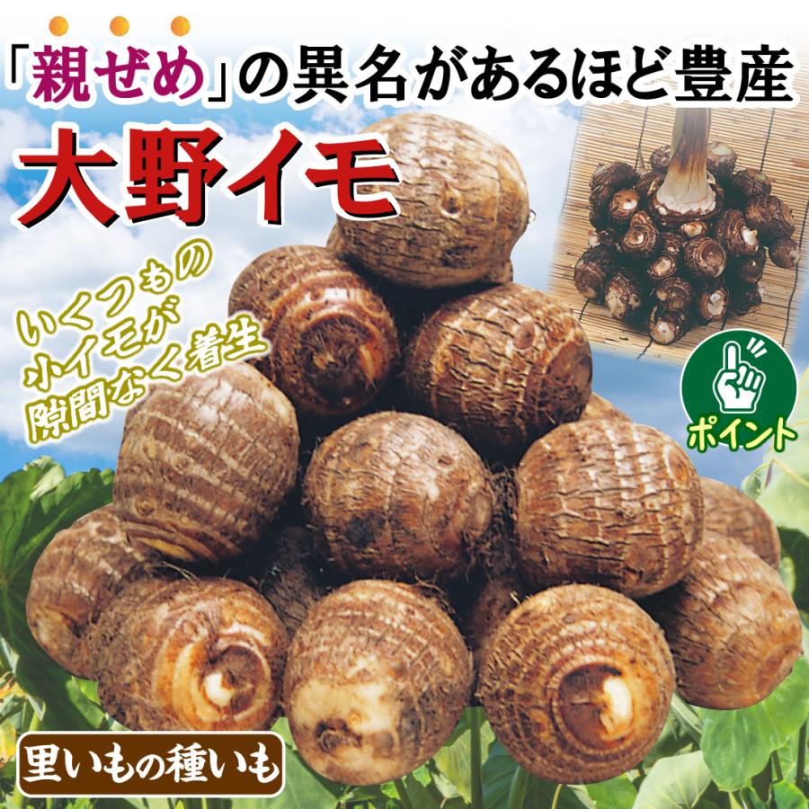 里いも種芋 大野イモ 3kg / 里芋 里いも 里イモ さといも 種芋