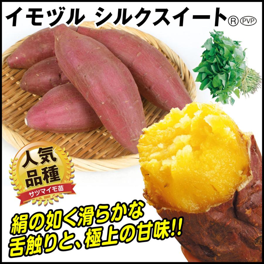 ふくむらさき苗300金時100シルク100 ふくむらさき苗300金時100シルク100