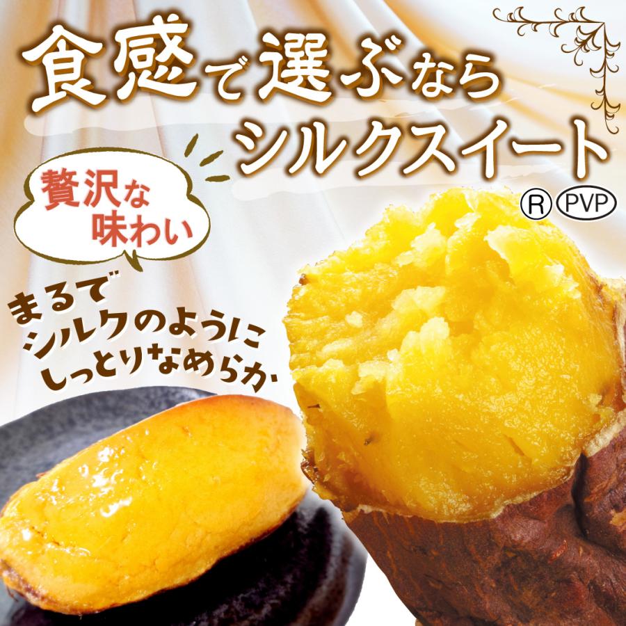 イモヅル 芋づる シルクスイート(R)PVPイモヅル300本(登録品種名
