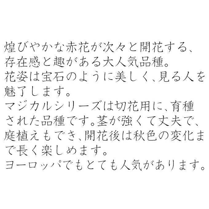 アジサイ 苗 苗木 マジカルルビーレッドPVP外 1株 / 紫陽花 あじさい アジサイの苗木 アジサイの木 庭木 植木 花木苗｜kokkaen｜05