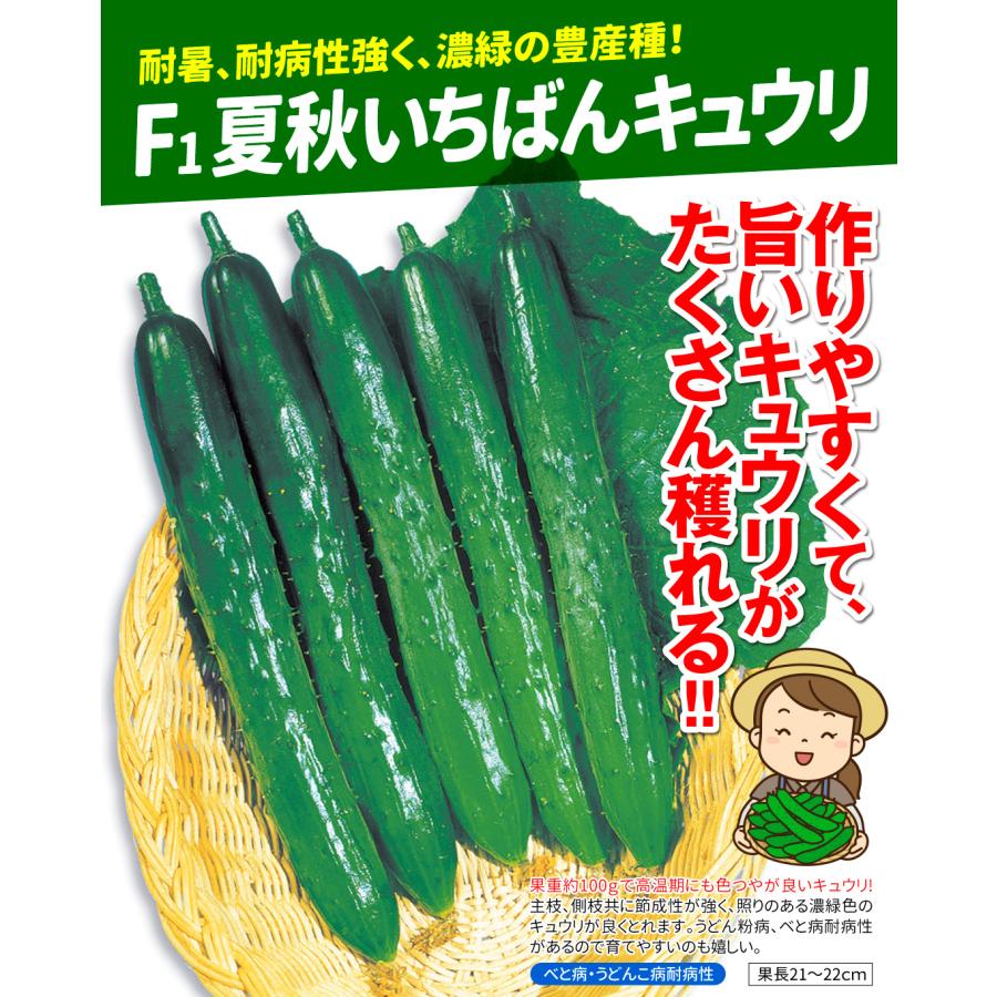 種 野菜たね キュウリ F1夏秋いちばんキュウリ 1袋（1ml） やさいの種