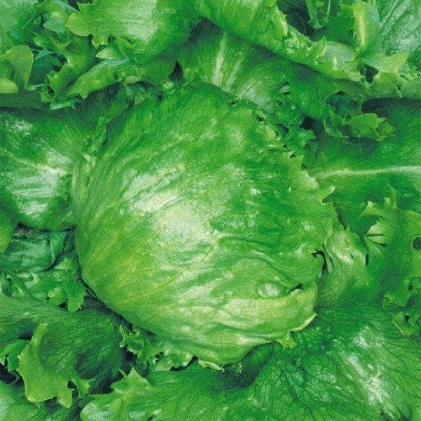 種 野菜たね レタス レタスピーク 1袋 5ml 野菜のタネ 野菜 種子 れたす 国華園 16 P6 011 花と緑 国華園 通販 Yahoo ショッピング
