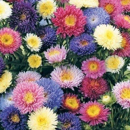 アスター 種 ハーレキンミックス 1袋 100粒 アスターの種 アスターの花 花たね 花の種 花 種子 タネ エゾギク 蝦夷菊 花壇 切花 生花 ガーデニング 国華園