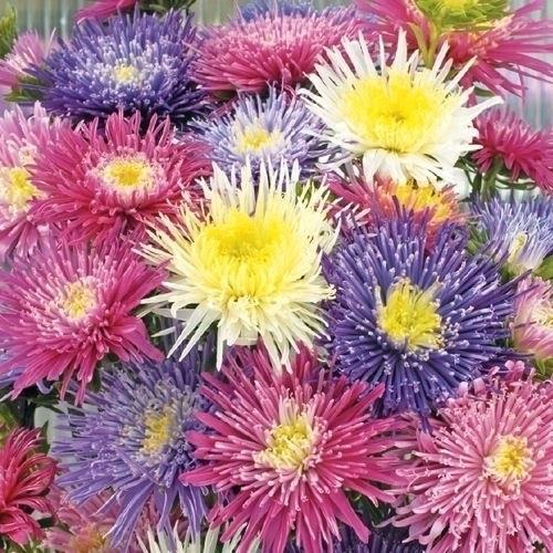 アスター 種 シースターレットミックス 1袋 100粒 アスターの種 アスターの花 花たね 花の種 花 種子 タネ エゾギク 蝦夷菊 花壇 切花 生花 ガーデニング 16 P7 148 花と緑 国華園 通販 Yahoo ショッピング