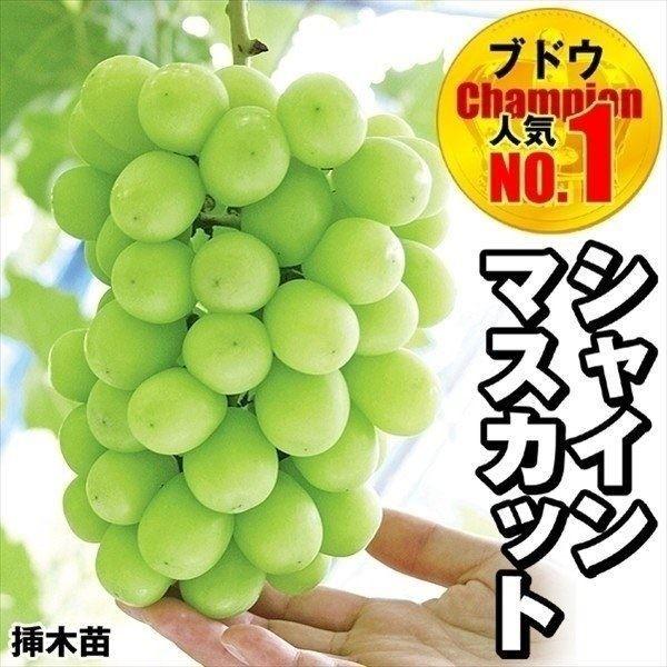 果樹苗 ブドウ シャインマスカットPVP挿木苗1株（Yahoo!・花と緑 国華園）