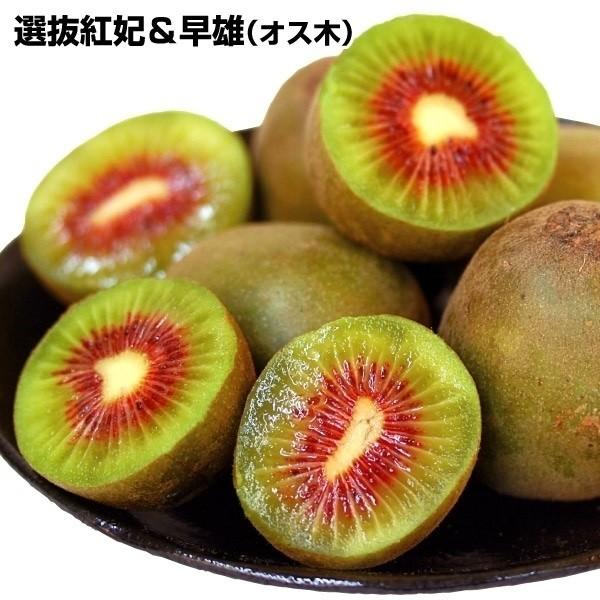 果樹苗 キウイ 選抜紅妃＆早雄(紅芯用オス木) 2種2株（Yahoo!・花と緑 国華園）