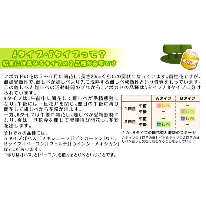 国華園 アボカド メキシコーラ Aタイプ 1株 果樹苗 : 花と緑 国華園
