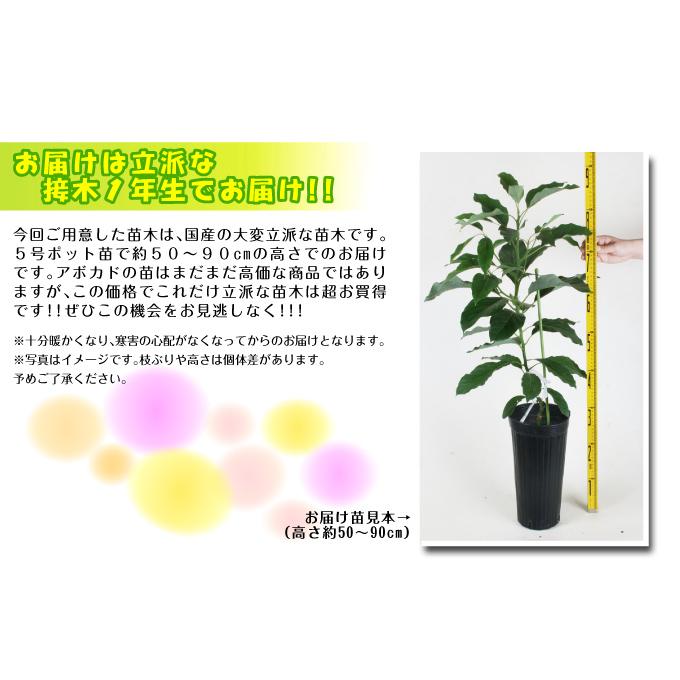 国華園 アボカド メキシコーラ Aタイプ 1株 果樹苗 : 花と緑 国華園