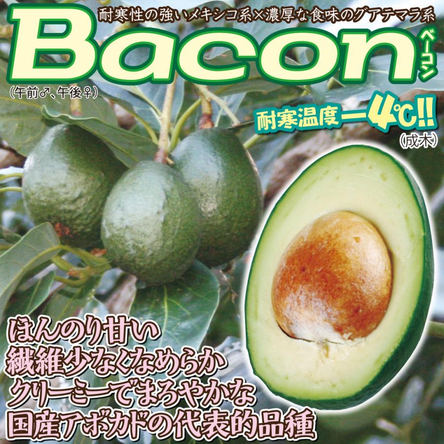 果樹苗 アボカド ベーコン Bタイプ 1株 : 花と緑 国華園 - 通販 果樹苗 アボカド ベーコン Bタイプ 1株 : 花と緑 国華園 - 通販
