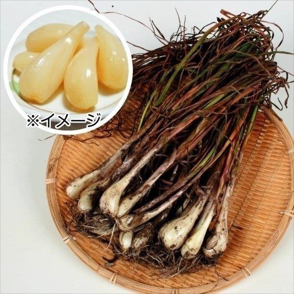 ラッキョウ 霧島大ラッキョウ 500g らっきょの種球 ラッキョウの種球 ラッキョウの球根