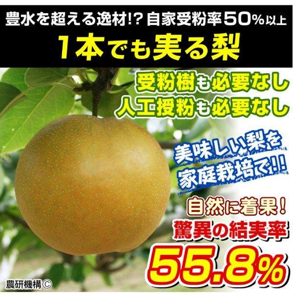 ナシ なるみPVP 1株 果樹苗 国華園 : 花と緑 国華園 - 通販 - Yahoo