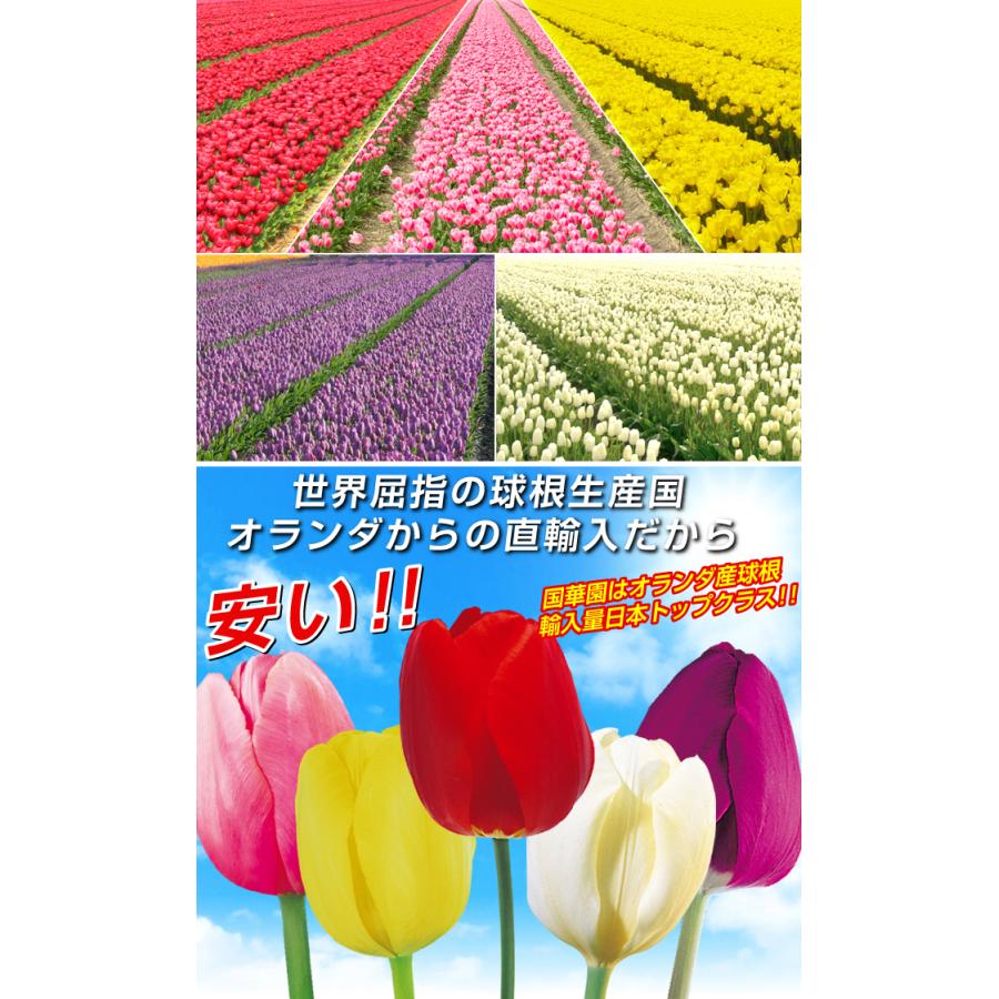 チューリップ 球根 特大球 5色セット 50球セット (各10球 チューリップ 球根 特大球 5色セット 50球セット (各10球