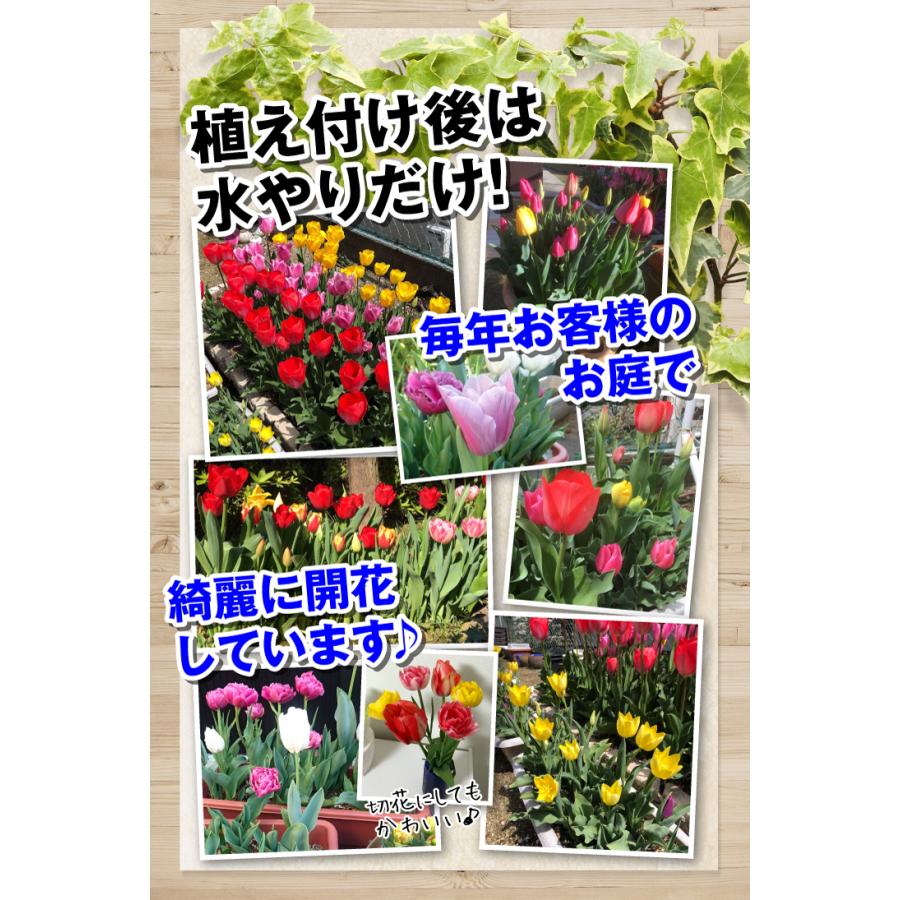 チューリップ 球根 特大球 5色セット 50球セット (各10球 チューリップ 球根 特大球 5色セット 50球セット (各10球