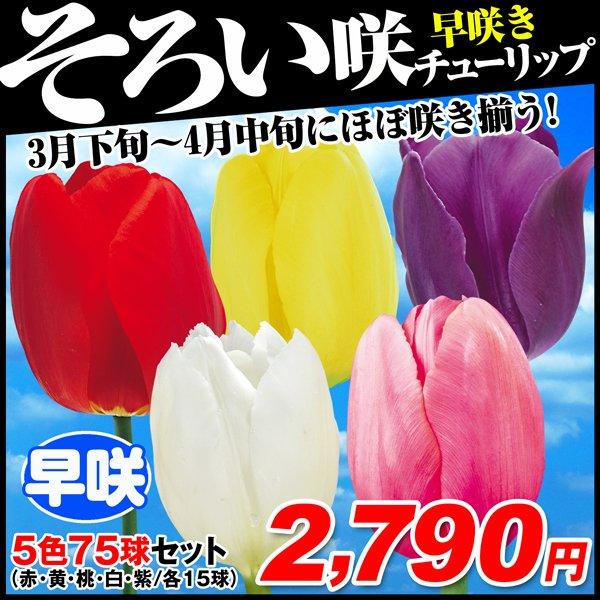 チューリップ 球根 早咲そろい咲セット 5色75球 各15球 お得セット