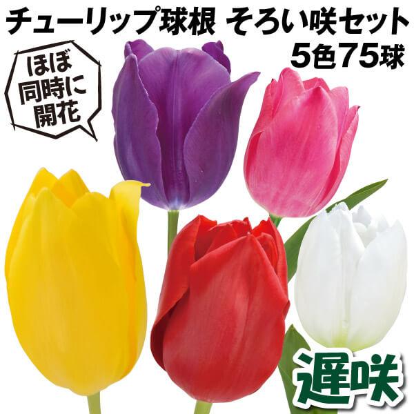 市場 ピンク 球根 ホイワイトチューリップ