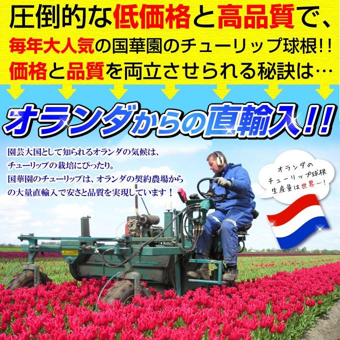 チューリップ 球根 さくらブレンド (無選別) 20球 :2016n-p0-017:花と緑 国華園 - 通販 - Yahoo!ショッピング チューリップ 球根 さくらブレンド (無選別) 20球 :2016n-p0-017:花と緑 国華園 - 通販 - Yahoo!ショッピング