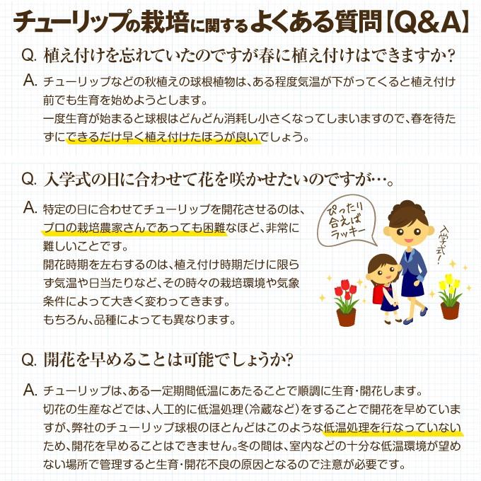 チューリップ 球根 さくらブレンド (無選別) 20球 :2016n-p0-017:花と緑 国華園 - 通販 - Yahoo!ショッピング チューリップ 球根 さくらブレンド (無選別) 20球 :2016n-p0-017:花と緑 国華園 - 通販 - Yahoo!ショッピング