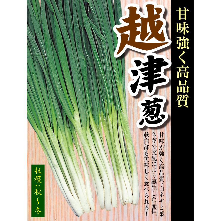 国華園 ネギ苗 越津葱 100本 : 花と緑 国華園 - 通販 - Yahoo!ショッピング