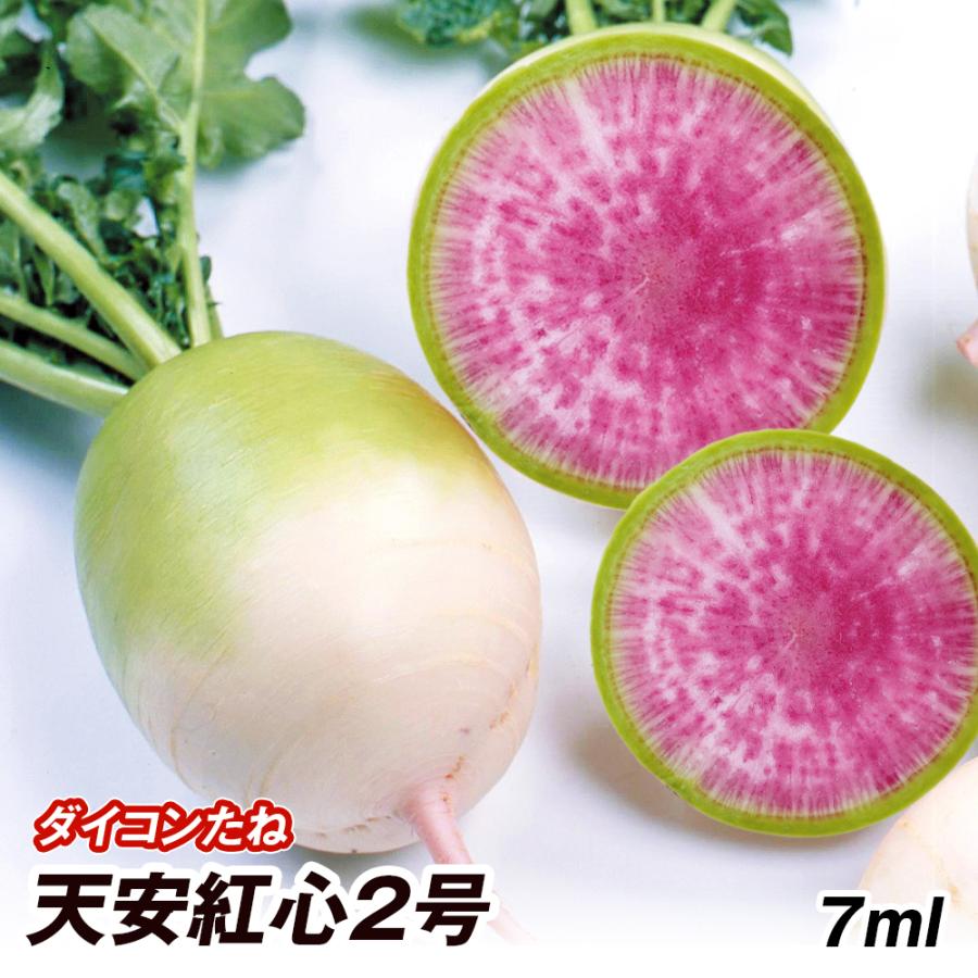 上質 ダイコン 種 野菜たね 天安紅心2号 1袋 10ml 野菜のタネ 野菜