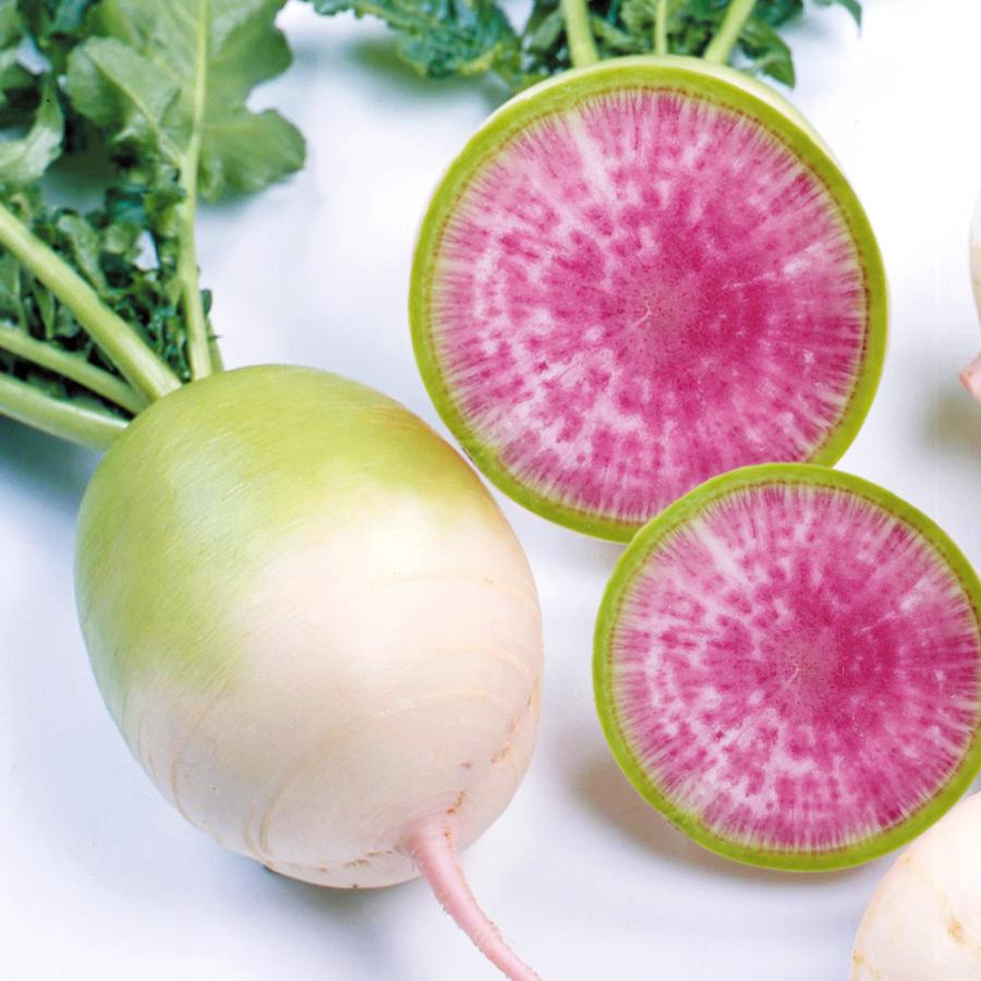 国華園 種 野菜たね ダイコン 天安紅心2号 1袋（4ml） 大根 こうしん