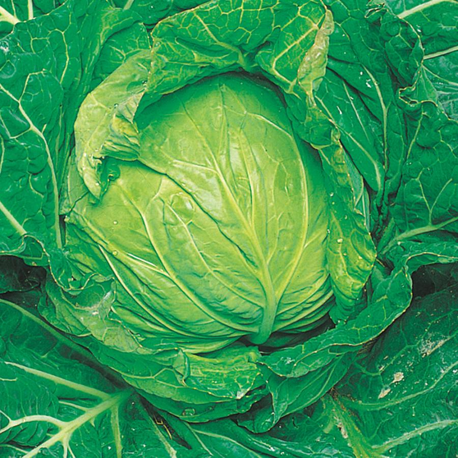 野菜の種　仮 種 野菜たね キャベツ F1サワーポップ 1袋（2ml） 甘藍 野菜の種 国