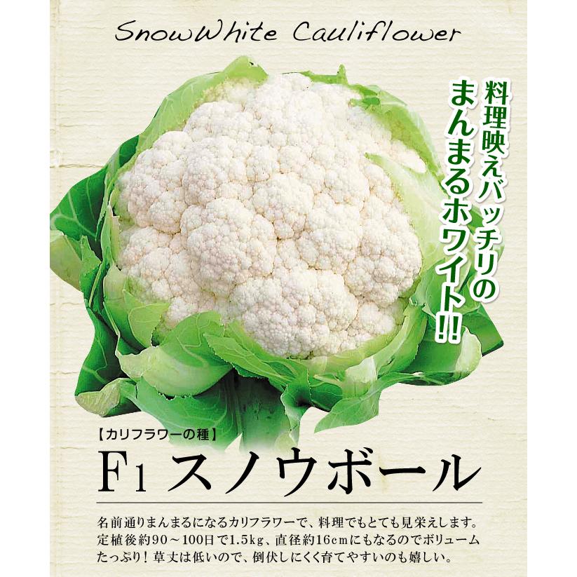 国華園 種 野菜たね カリフラワー スノウボール 1袋（0.5ml） 花椰菜
