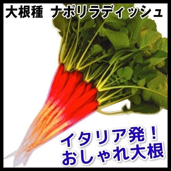 花と緑 国華園大根 ダイコン タネ ヨーロッパ野菜 ナポリラディッシュ 1袋 5ml 種 野菜たね 感謝の声続々
