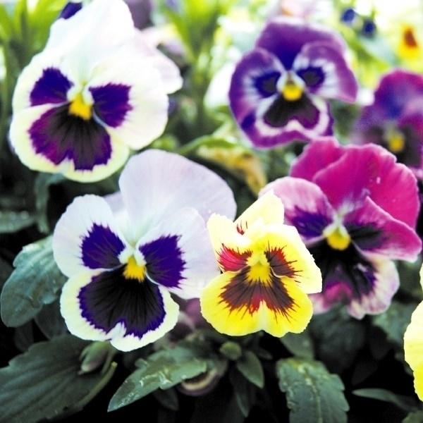 パンジー 種 パステルカラーミックス 1袋(60mg) / パンジーの種 パンジーの花 花たね 花の種 種子 タネ 国華園 :2016n-p7-001: 花と緑 国華園 - 通販 - Yahoo!ショッピング パンジー 種 パステルカラーミックス 1袋(60mg) / パンジーの種 パンジーの花 花たね 花の種 種子 タネ 国華園 :2016n-p7-001: 花と緑 国華園 - 通販 - Yahoo!ショッピング