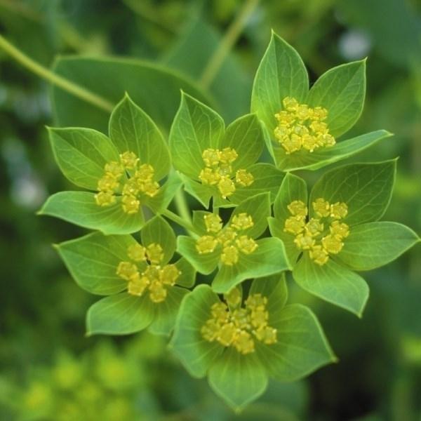 最大63 Offクーポン ブプレウルム 種 1袋 300mg ブプレウルムの種 ブプレウルムの花 ツキヌキサイコ 花たね 花の種 種子 タネ 国華園 Discoversvg Com